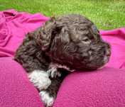 Lagotto Romagnolo Zkwp szczenię- piesek