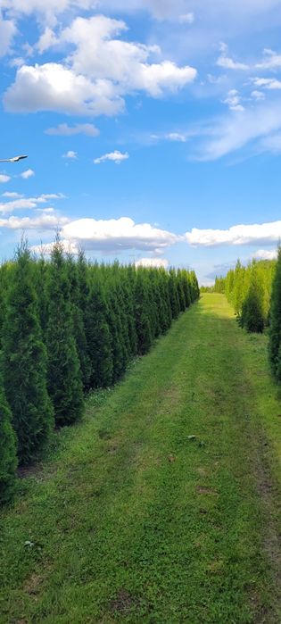 Tuja smaragd 200-250 cm tuje szmaragd thuje poznan thuja zywoplot