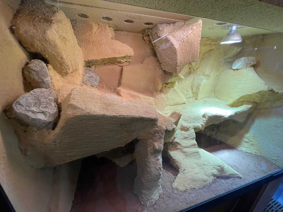 Terrarium dla gada - pustynne (Agama)