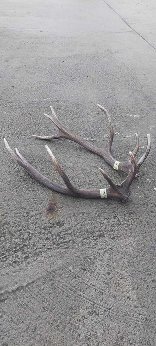Рога оленя Благородного