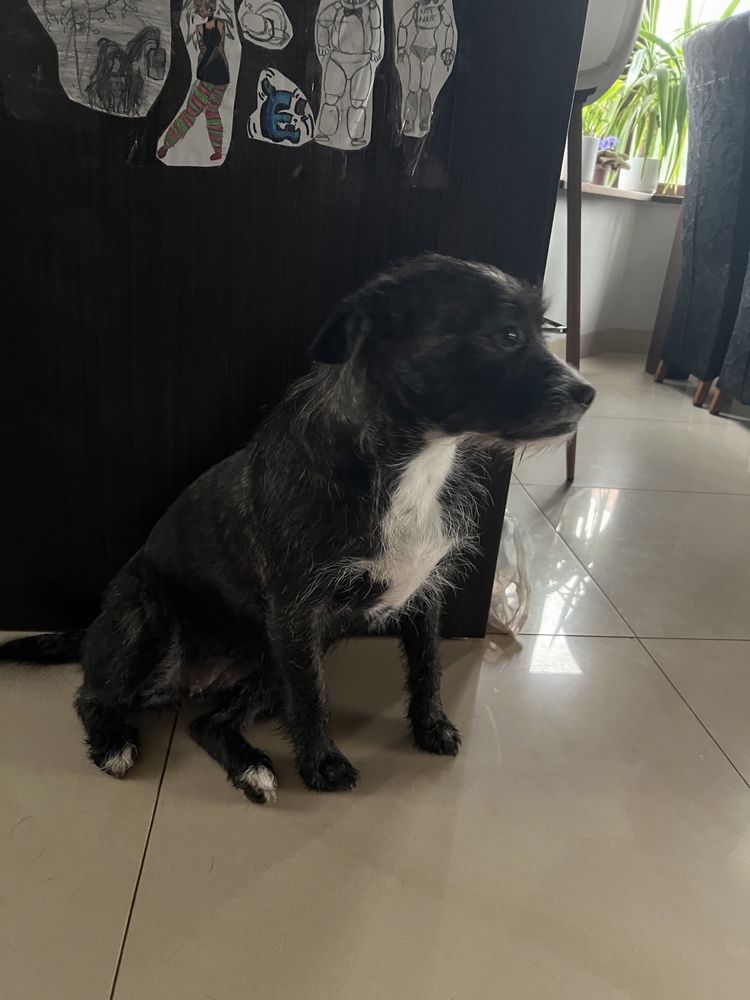 PILNIE Oddam suczke w dobre ręce