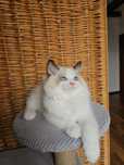 Ragdoll kocurek na kolanka