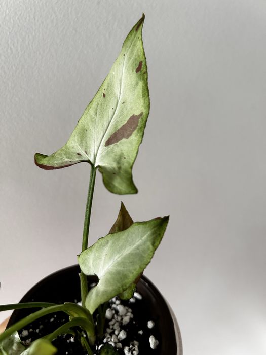 Syngonium "Orm Nagpum - pink salmon