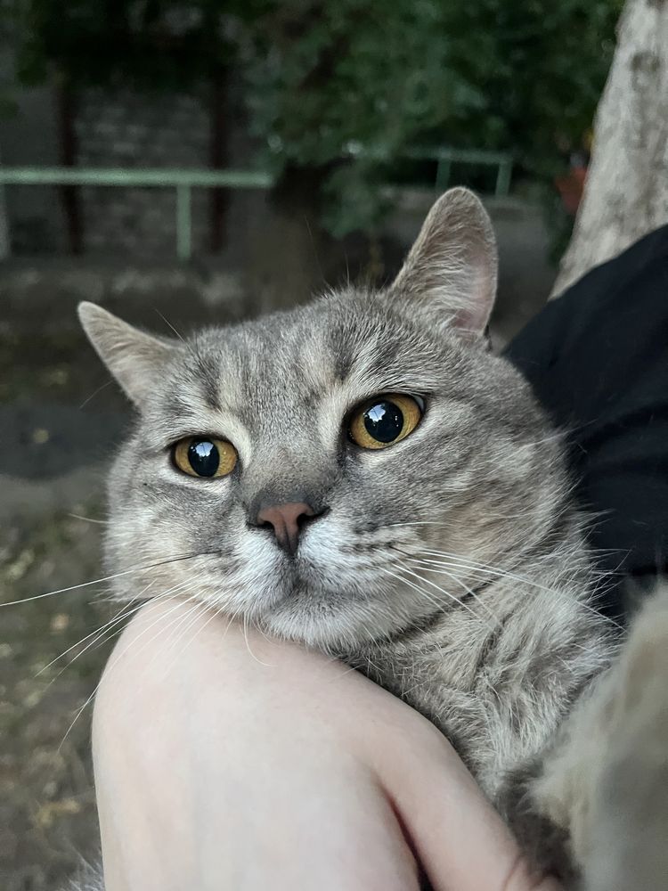 Віддамо котика до гарних рук!