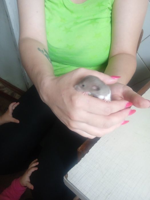 Продам декоротивних крисинят
