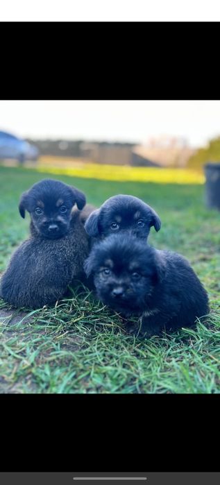 Szczeniaczki  do oddania