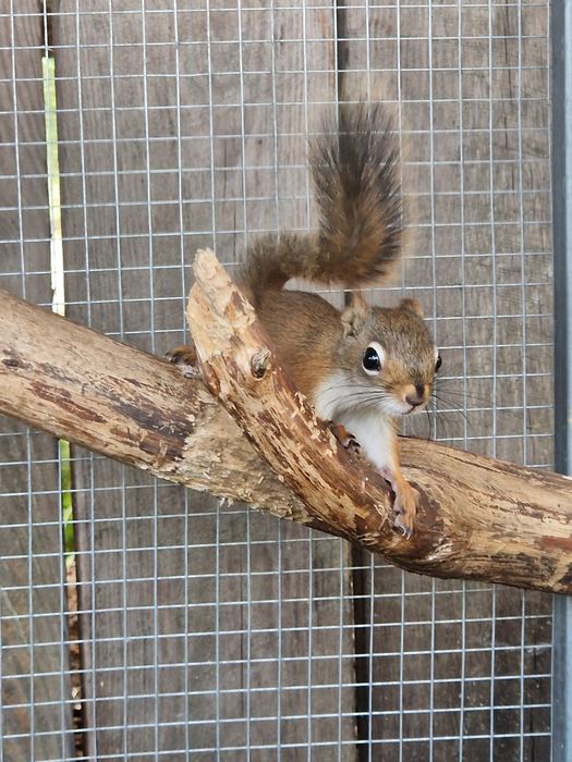 Wiewiórka wiewiórki Hudson