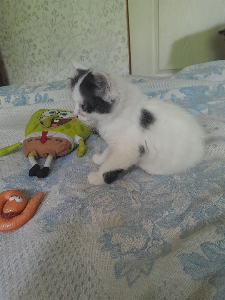 Отдам.Котик и кошечка.