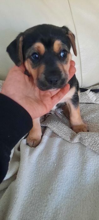 Urocze szczeniaki  szuka kochającego domu!