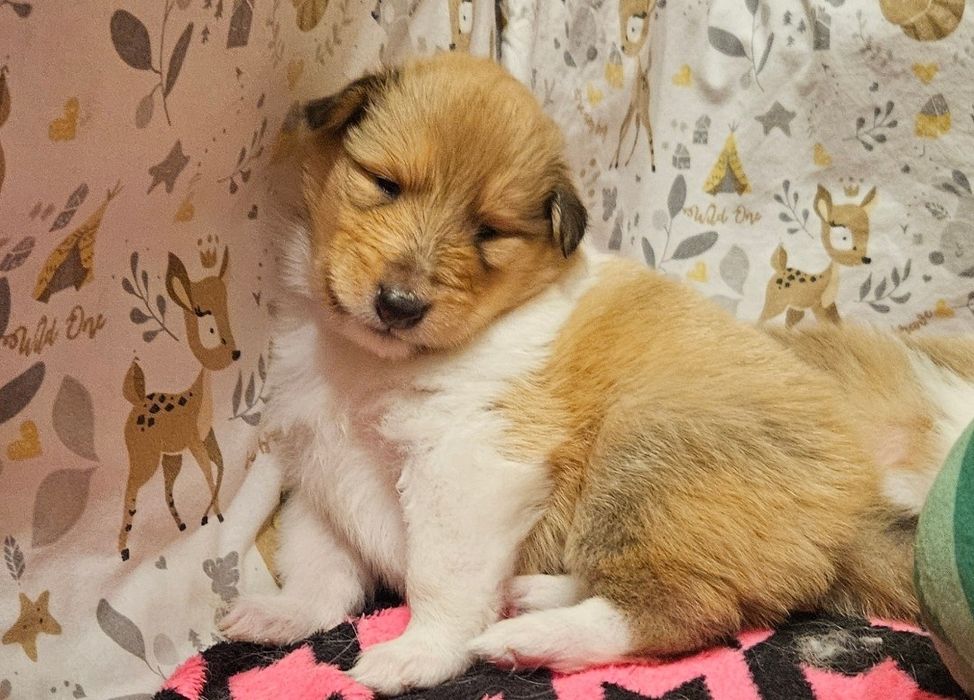 Owczarek szkocki długowłosy suczka szczeniak