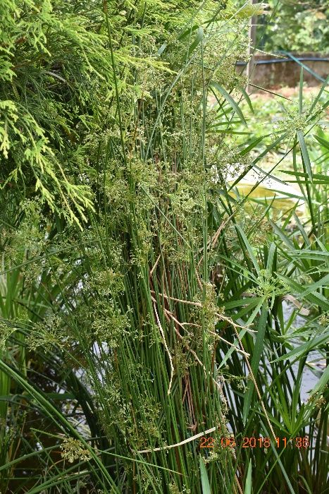 Plantas Aquáticas