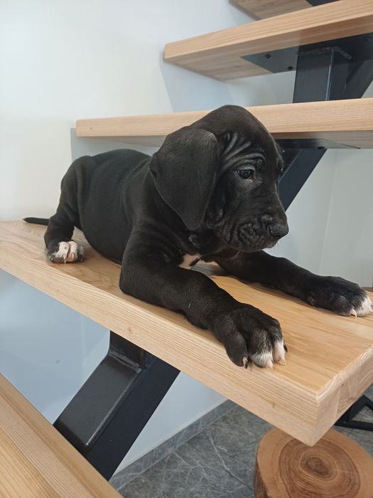 Sunia dog niemiecki czarna