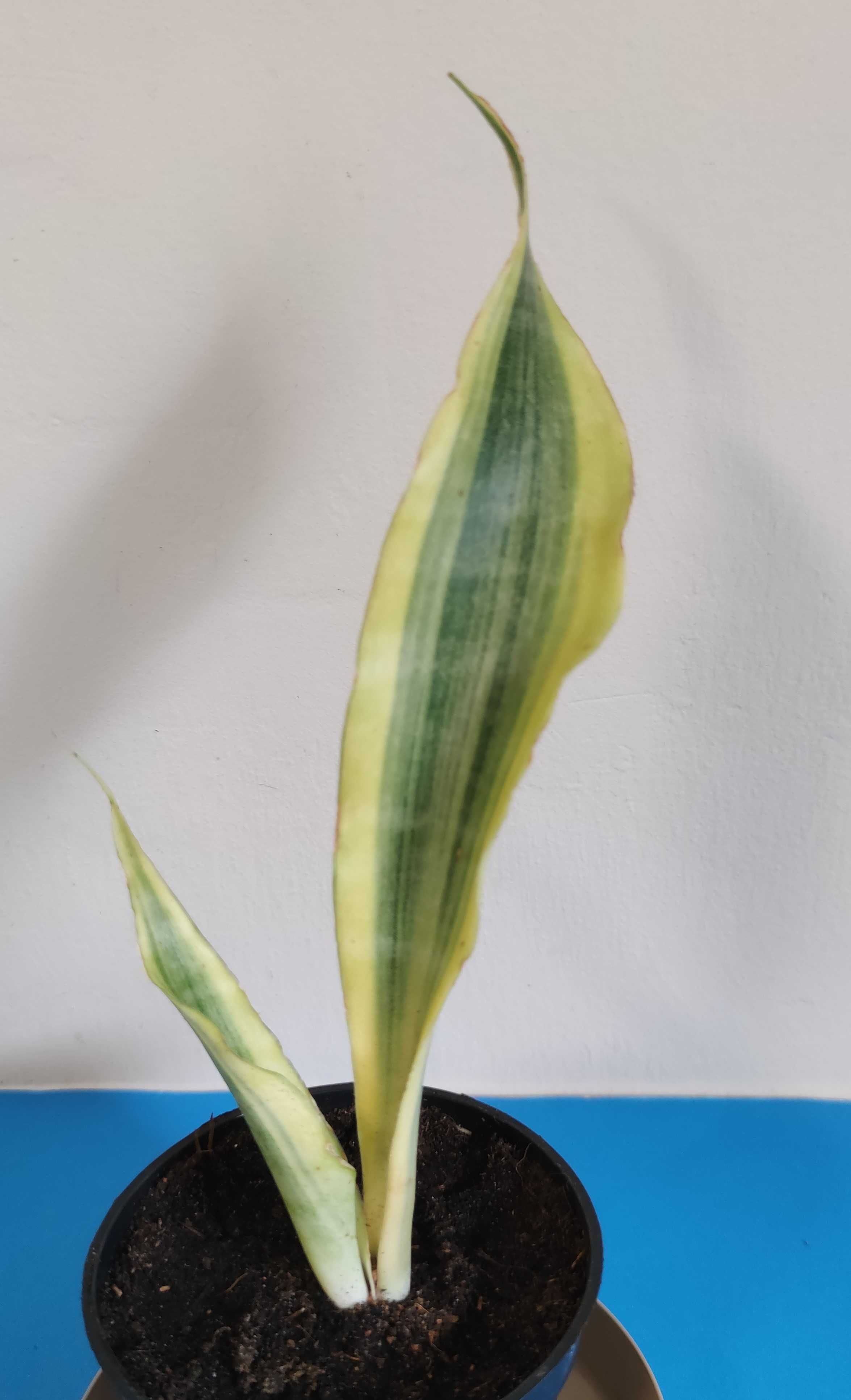 Sansevieria  Yellowstone