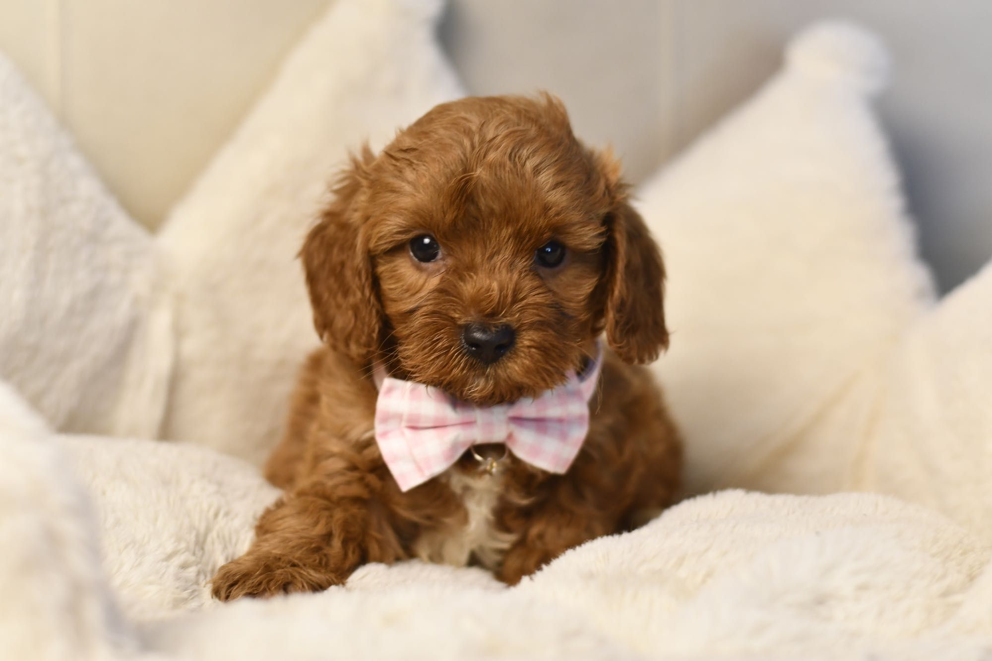 Cavapoo F1 RED BROWN wyjątkowa dziewczynka gotowa do odbioru