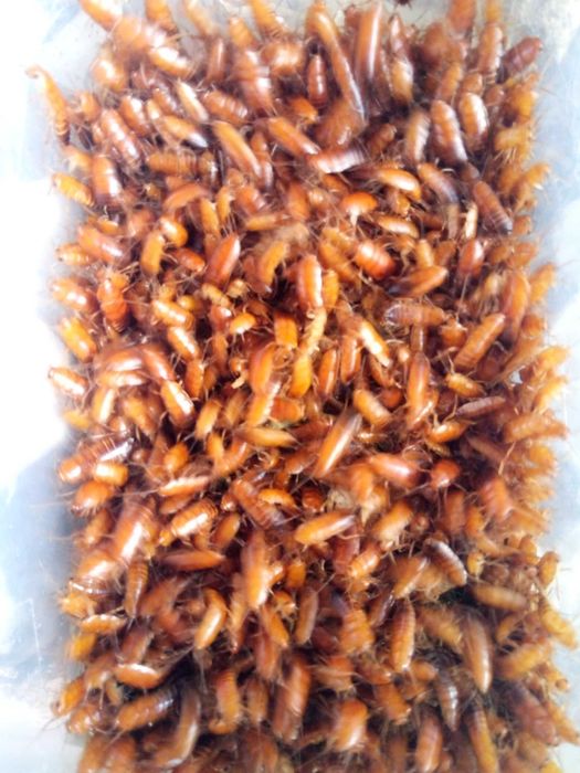 Зофобас, тараканы разные