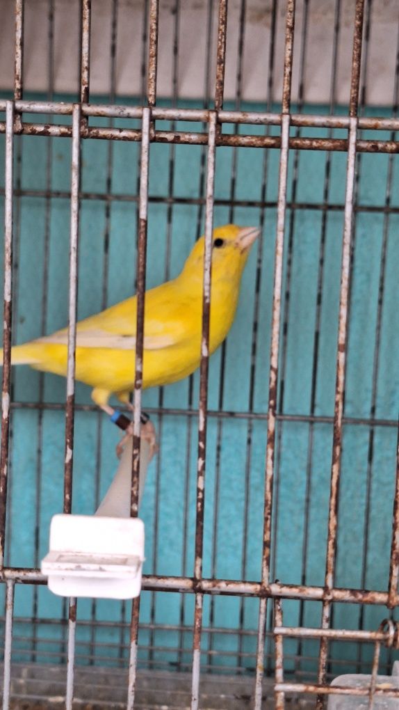 Canário Amarelo Intenso 2025