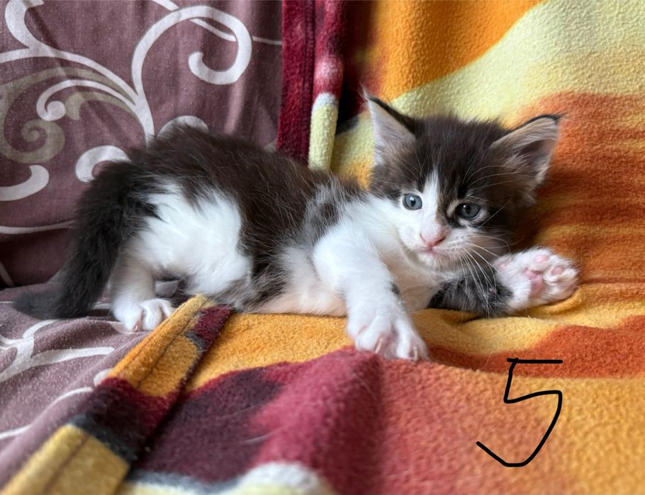 Świąteczny miot Maine Coon – gotowy do odbioru na Boże Narodzenie!