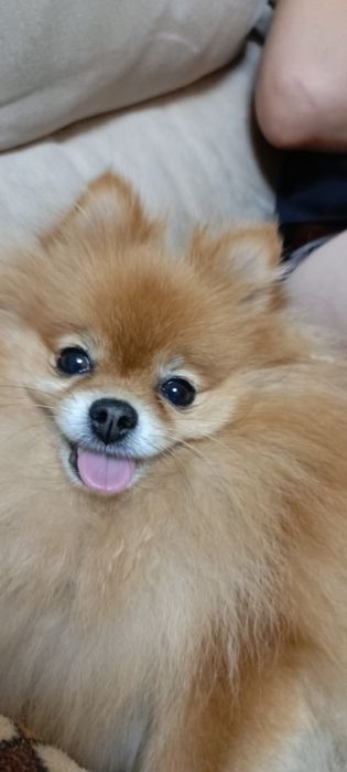 Померанский шпиц девочка