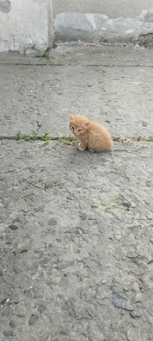 Кошенята, котеня