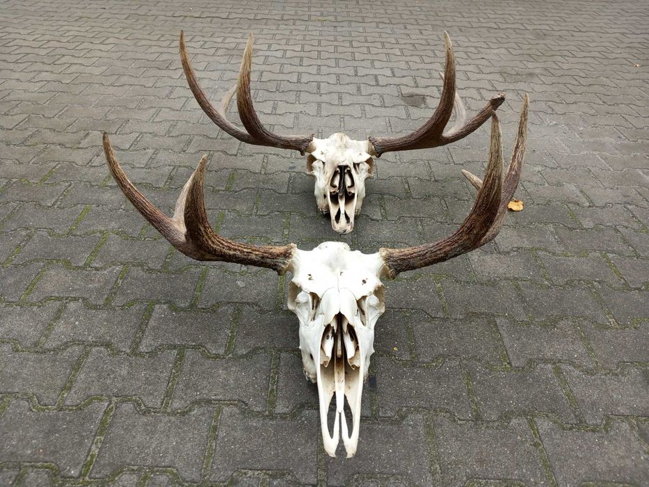 Poroże, Łoś, Rogi, Rosochy, Wieniec