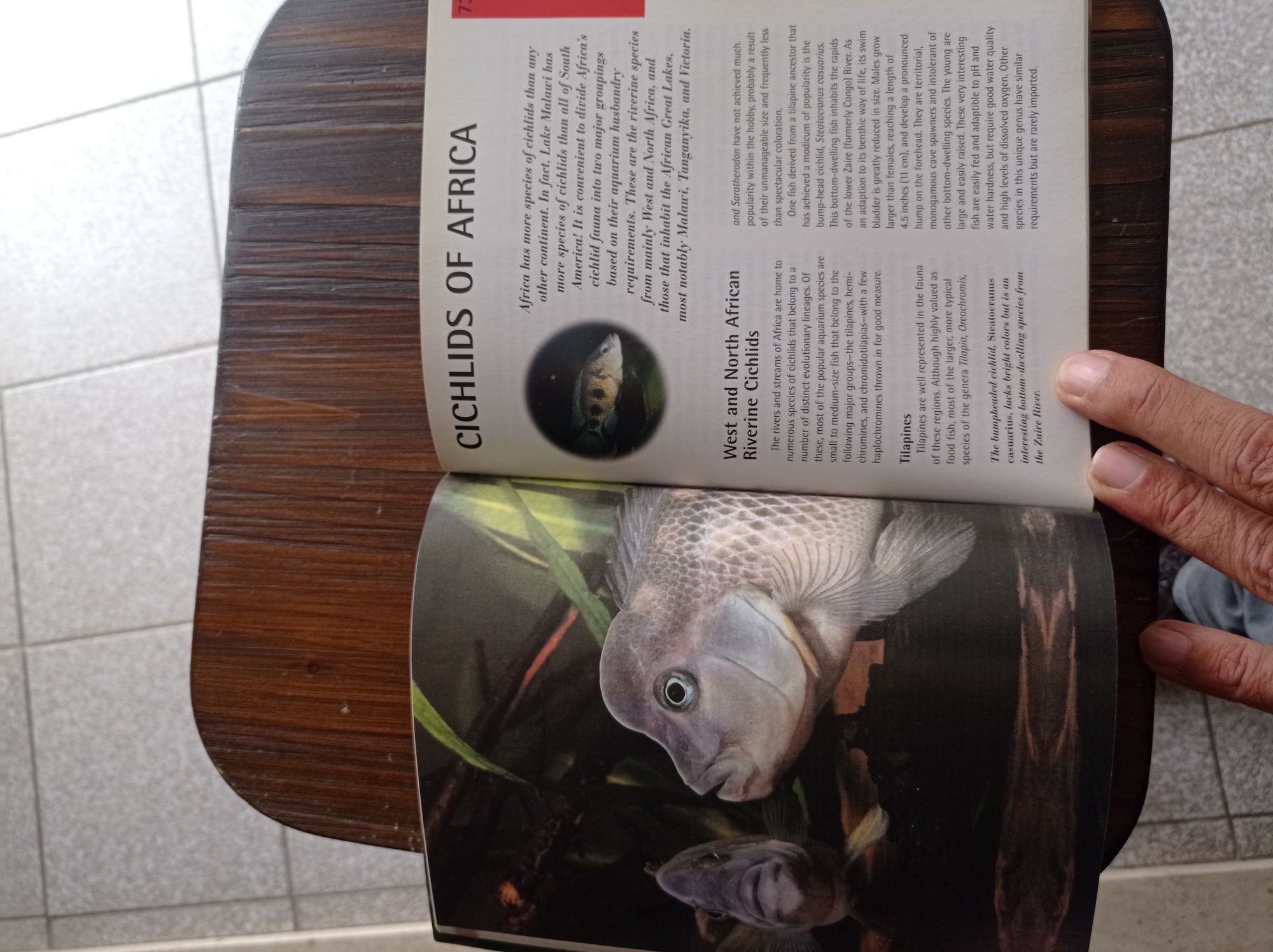 Livro de Ciclídeos