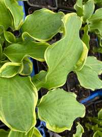 Hosta 'Wheee!' Kolekcjonerska Funkia