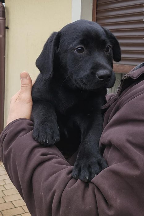 Labrador retriever