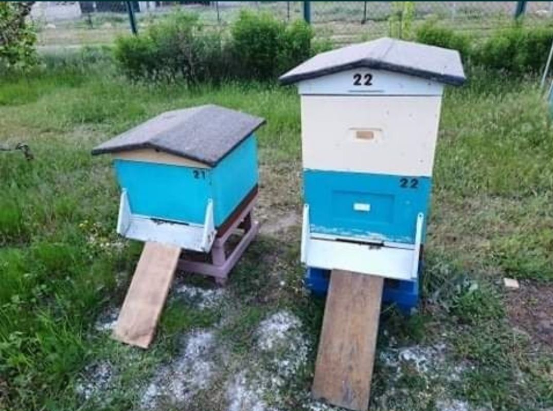 Pszczoły (rodziny i odkłady)