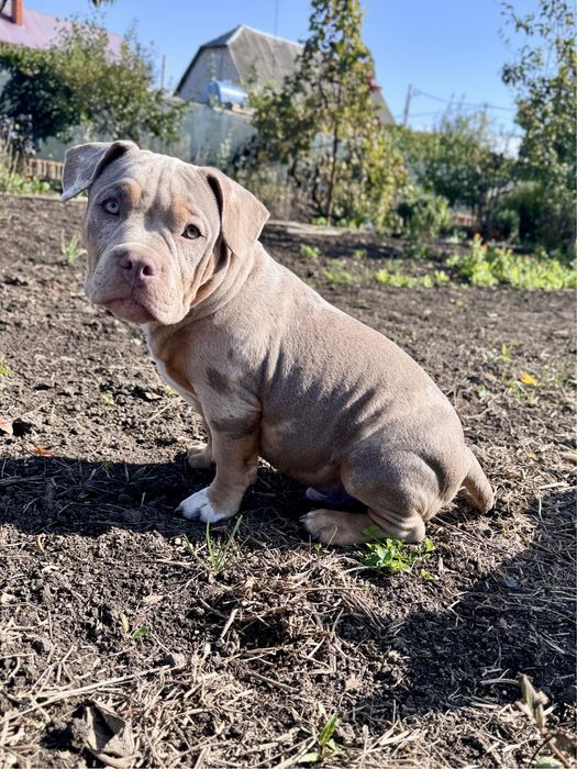 Хлопчик Американського Буллі