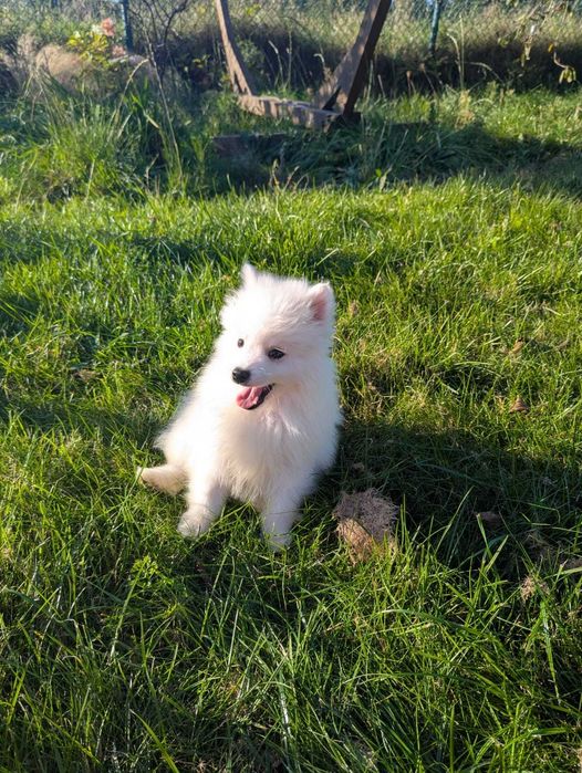 Uroczy chłopiec Szpic Japoński po utytułowanych rodzicach