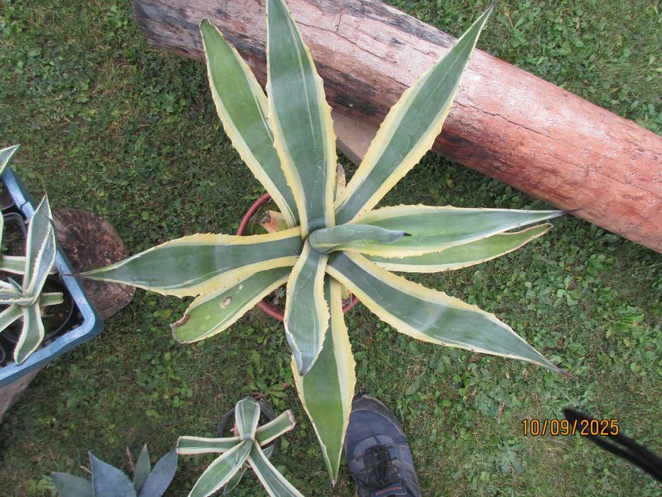 Kaktusy Agawa -  piękne -  polecam 3 rodzaje