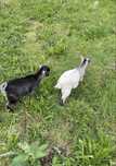 Casal de cabras anas