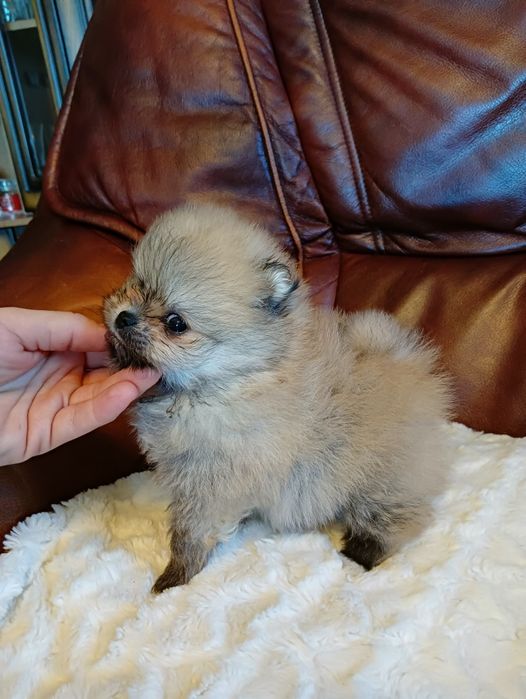 Szpic miniaturowy Pomeranian xxs suczka