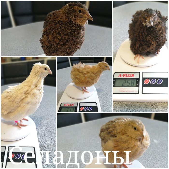 Перепела породи Целадон (Селадон)Селадони