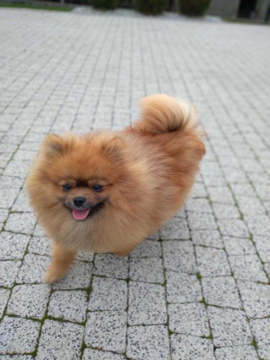 Szpic miniaturowy śliczny piesek!!!