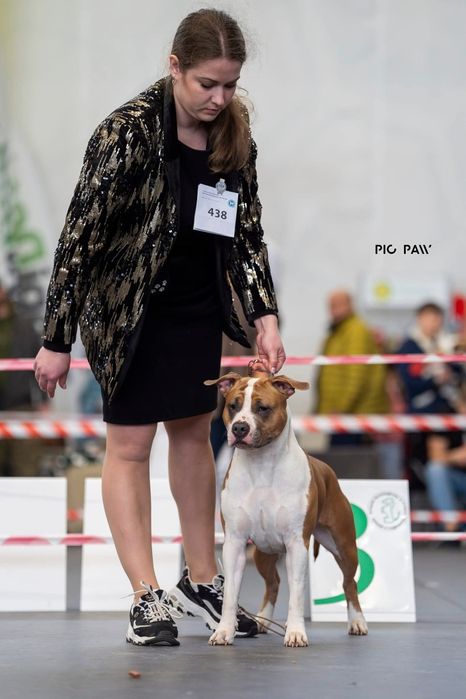 Amstaff Suczka  Ast American STAFFORDSHIRE TERIER