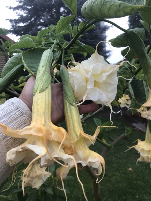 Datura zuni yelow i inne