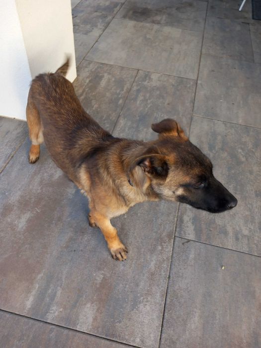 Owczarek Belgijski Malinois – ROXA