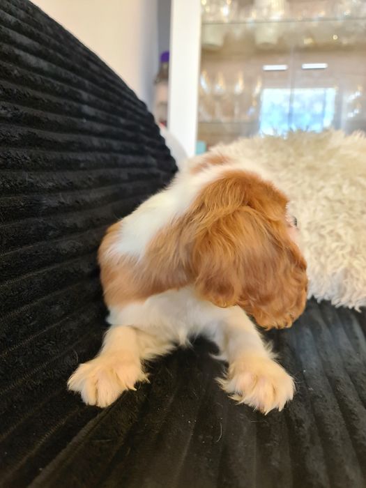 Cavalier King Charles z rodowodem czteropokoleniowym
