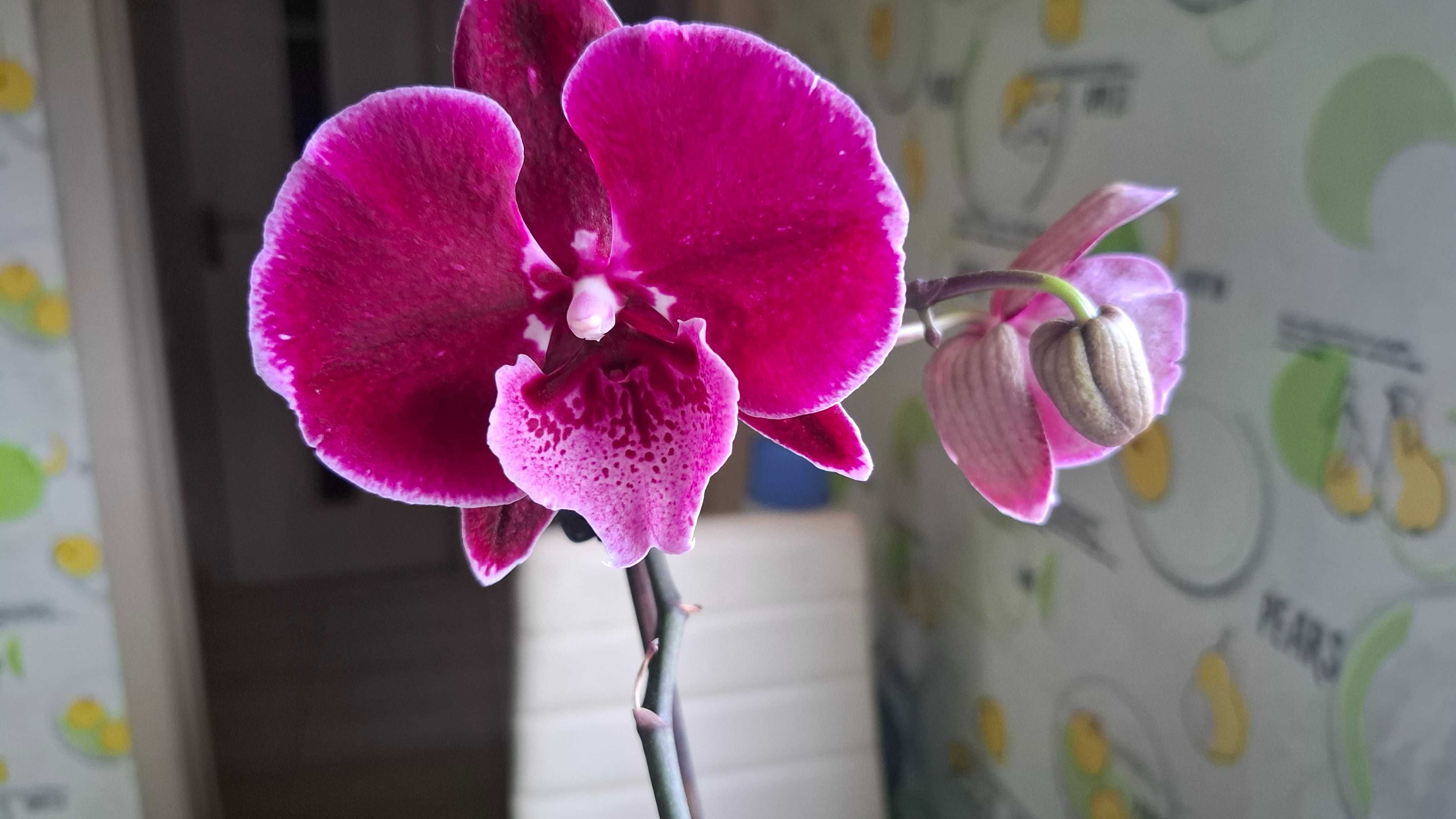 Орхидея биг лип phal. Lembongan