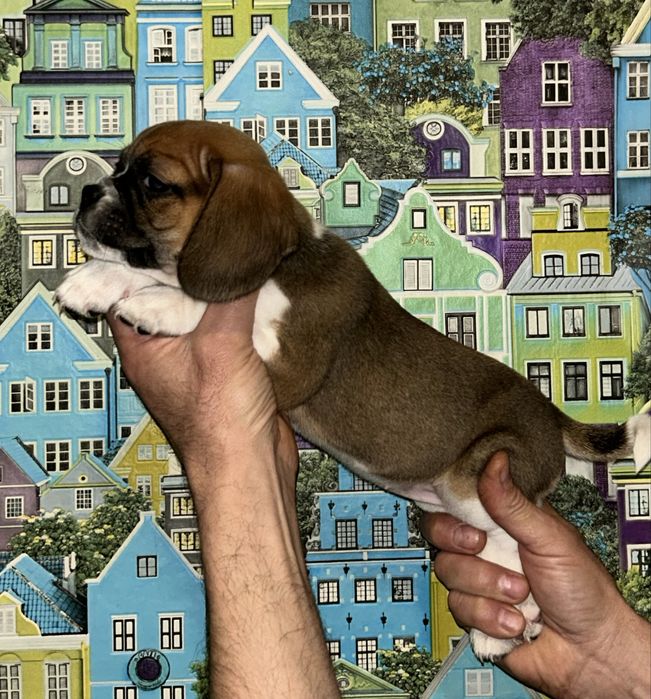 Продам милих малюків породи Пагль