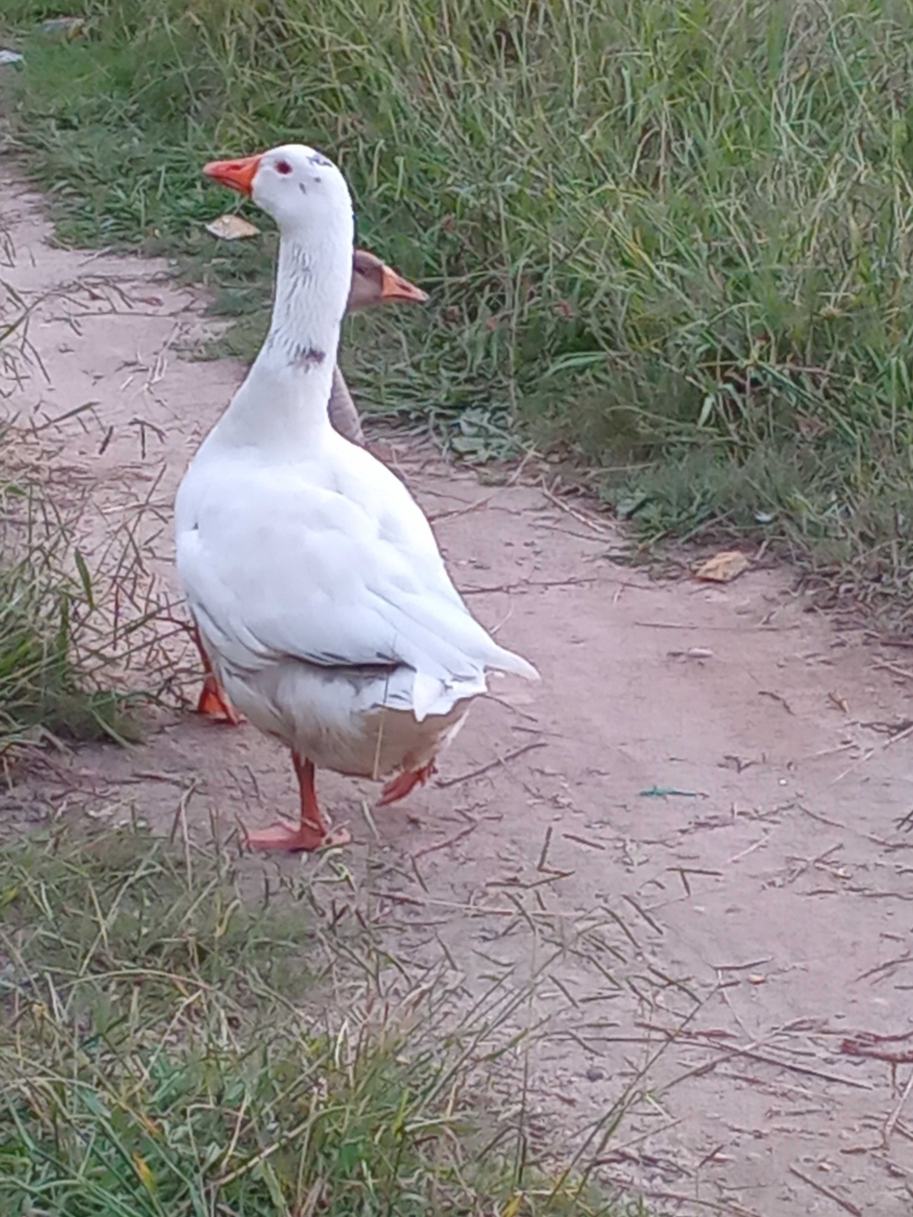Vendo dois patos