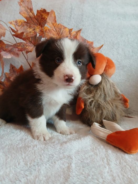 Border collie czekoladowo białe