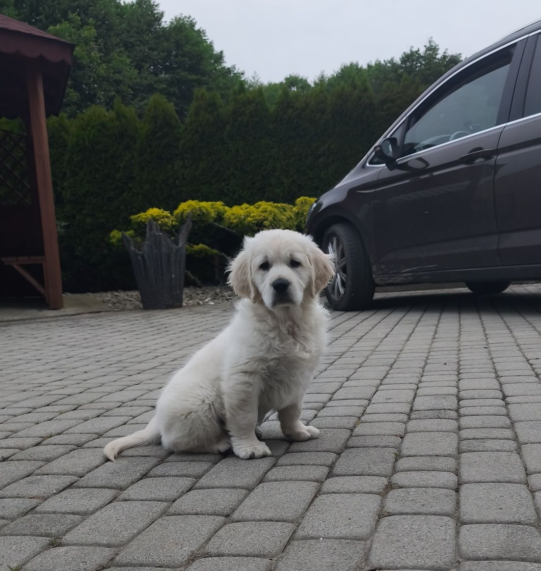 Golden Retriever ZKwP FCI piesek