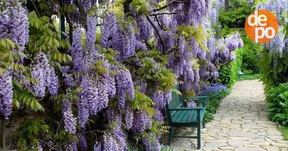 Гліцинія ( вістерія ) саджанці