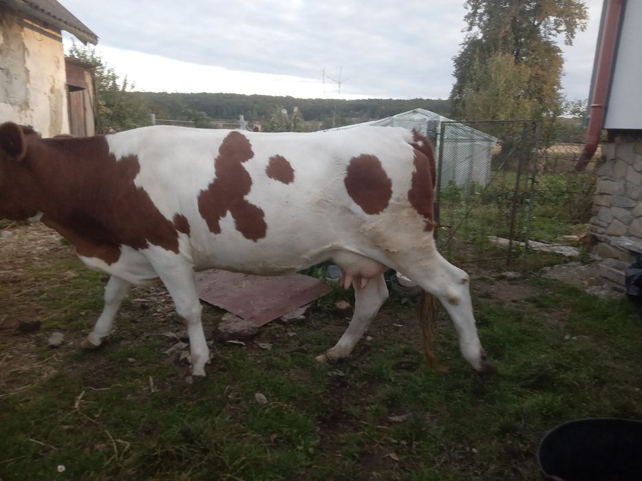 Продам молоду корову