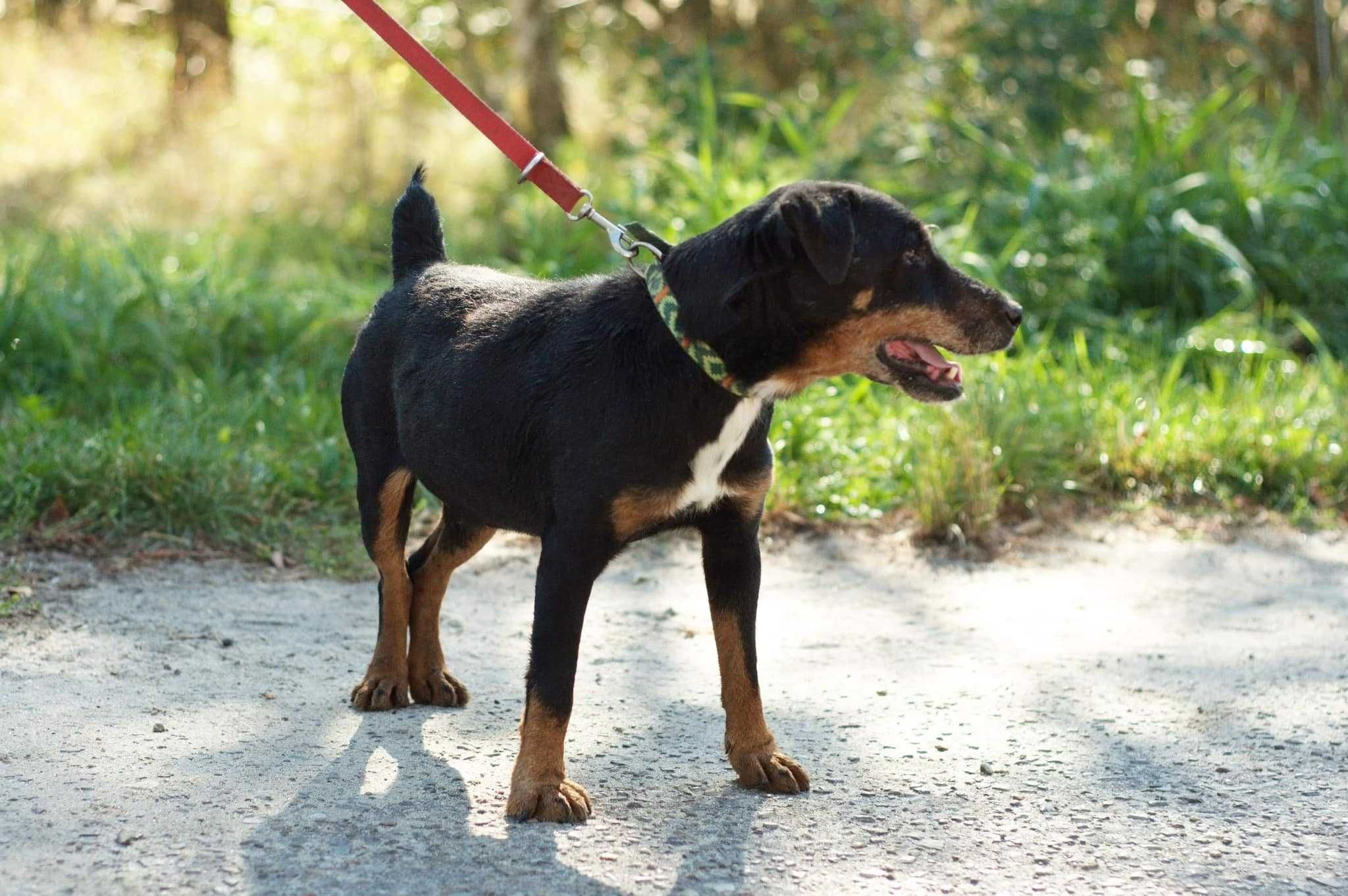 Gryzak - ok. 5 letni pies w typie teriera niemieckiego