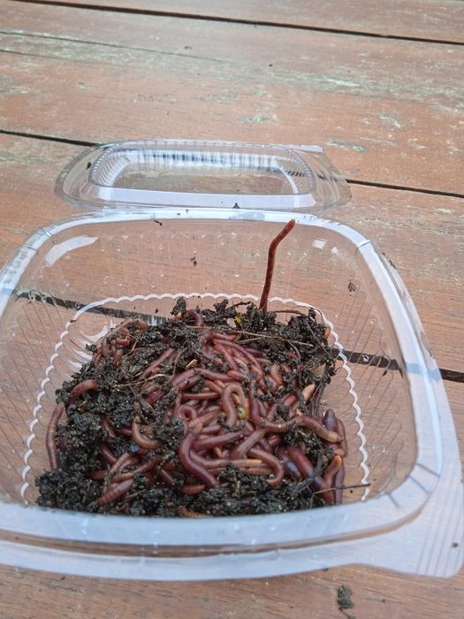 Dzdzownice kompostowe