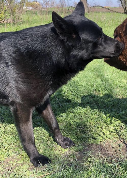 Отдадим щенят (Помесь)