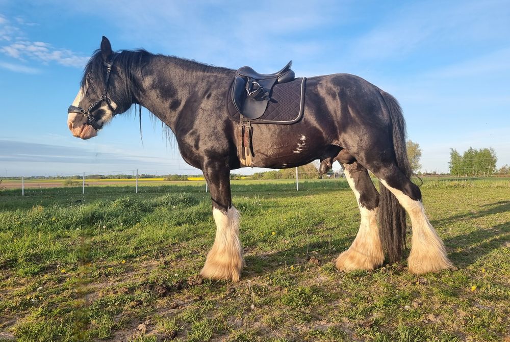 Piękny Shire Horse ogier (SHS)